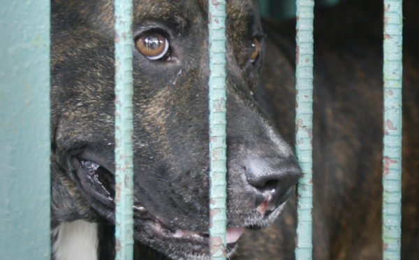 Un enfant de 3 ans mordu à la tête par un pitbull 