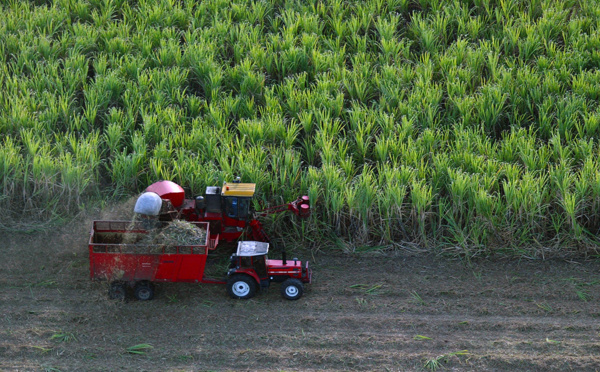 Guadeloupe: la filière de la canne à sucre, ultra subventionnée, croit en l'avenir