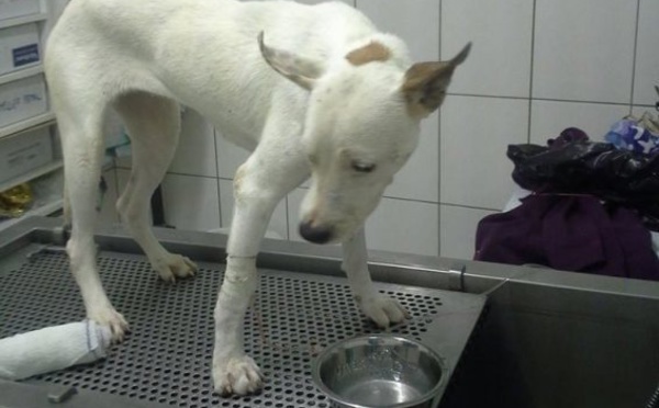Blancblanc, symbole des chiens maltraités