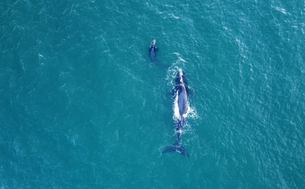 Espoirs et incertitudes autour des futures aires protégées en haute mer