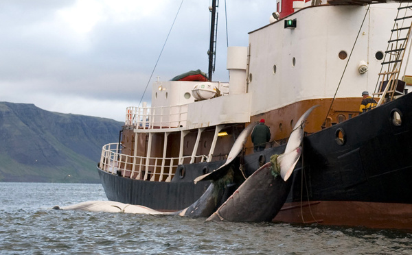 L'Islande suspend la chasse à la baleine au nom du bien-être animal
