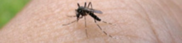 Chikungunya : l'épidémie progresse aux Marquises et aux Australes