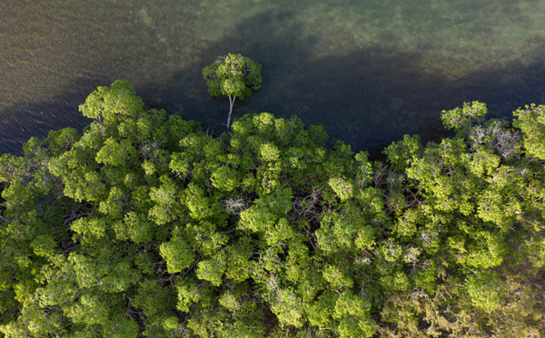 Au secours de la mangrove, dernier rempart écologique de la Guadeloupe