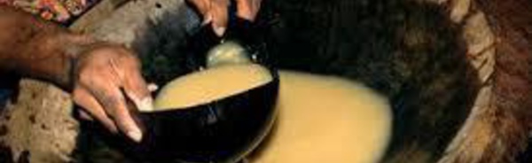 Fidji: Bientôt du kava en infusion?