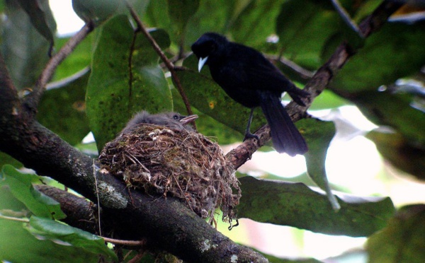 Six oiseaux polynésiens pourraient disparaître dans les cinq ans