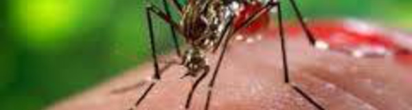 Tonga déclare une épidémie de dengue