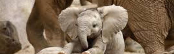 Deux éléphanteaux en transit à Niue