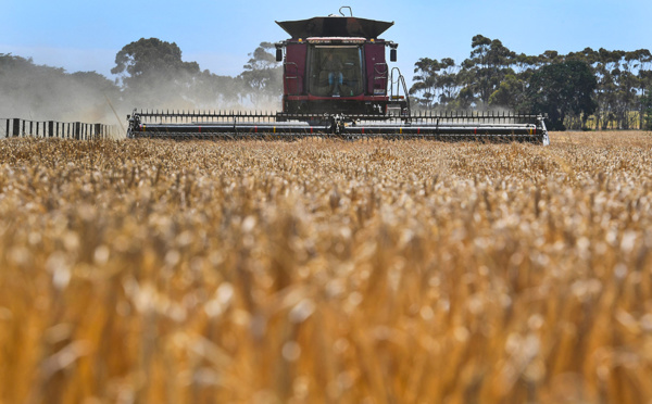 La Chine supprime ses surtaxes contre l'orge australien sur fond de dégel diplomatique