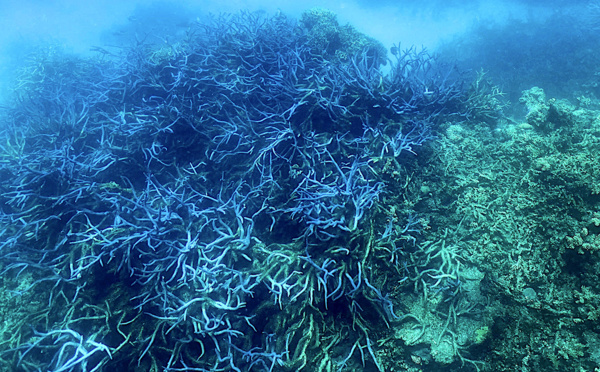 Australie: le phénomène El Nino menace la Grande barrière de corail