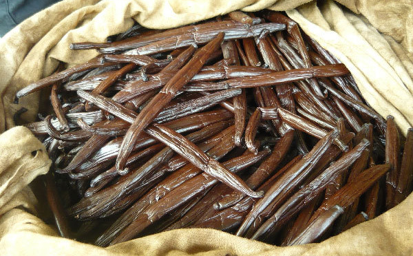 Soutenance de thèse à l'UPF : "Emergence de la fusariose sur Vanilla tahitensis : inventaire et déterminisme épidémiologique"