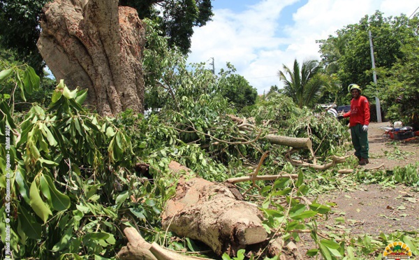 Elagage préventif dans les rues de Papeete