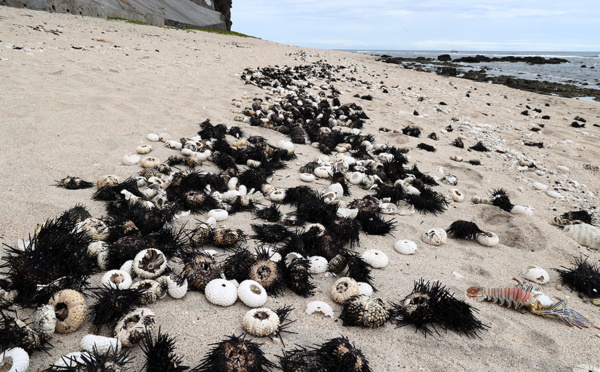 La Réunion: des milliers d'oursins retrouvés morts sur les plages de l'ouest