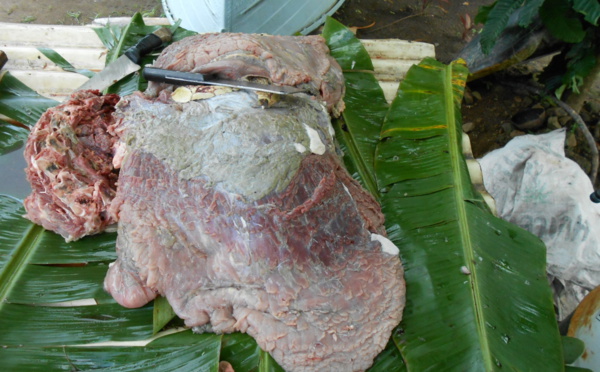 Il est interpellé alors qu'il découpait une tortue
