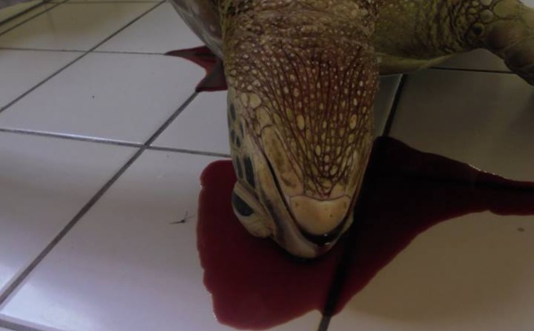 Deux tortues retrouvées mortes en deux jours à Moorea