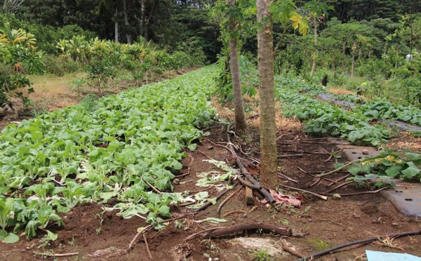 La colère sur le paraquat, un pesticide, cristallise la crise agricole