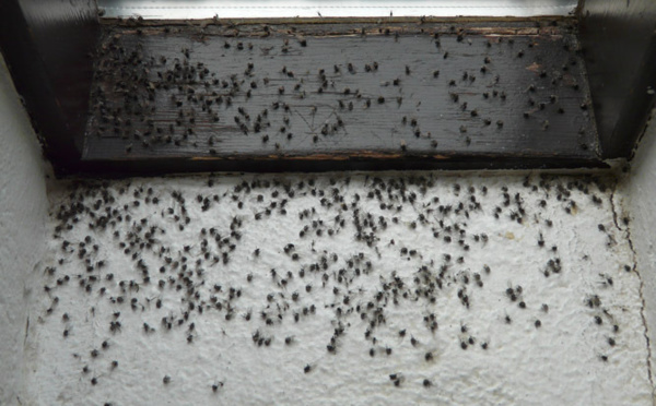 Teva i uta : La mouche des terreaux est arrivée à Mataiea