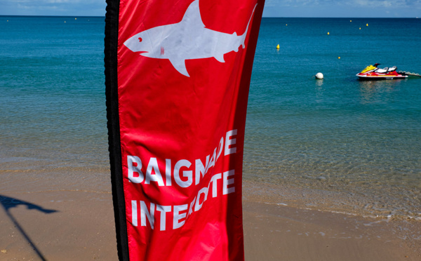 A Nouméa, l'abattage des requins fait grincer des dents