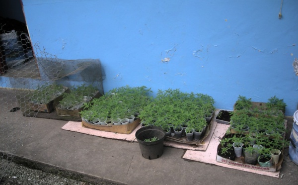 621 pousses de cannabis détruites à Raiatea