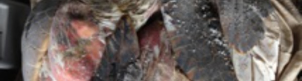 Une analyse génétique pour la viande de tortue retrouvée