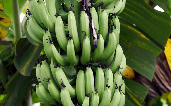 Les planteurs de bananes des Antilles veulent se faire entendre du gouvernement