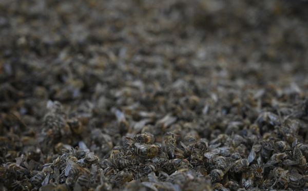 Glyphosate: Bruxelles propose de renouveler pour 10 ans l'autorisation dans l'UE