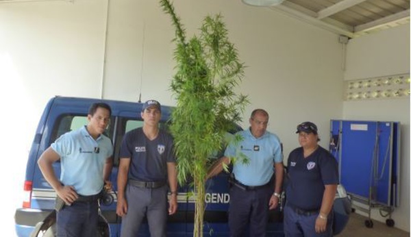 Des plants de paka de plus de 3 mètres saisis à Hiva Oa