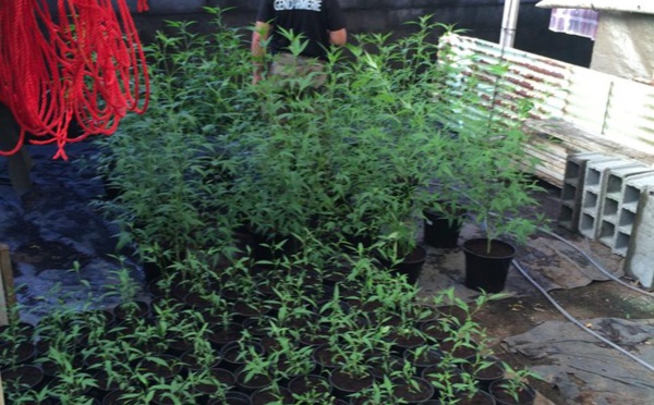 Deux opérations à Taravao contre des dealers de pakalolo