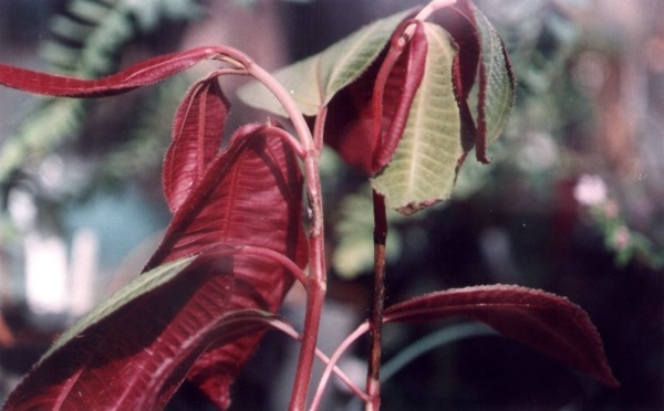 Le champignon anti-miconia est-il un risque pour citrons et pamplemousses ?