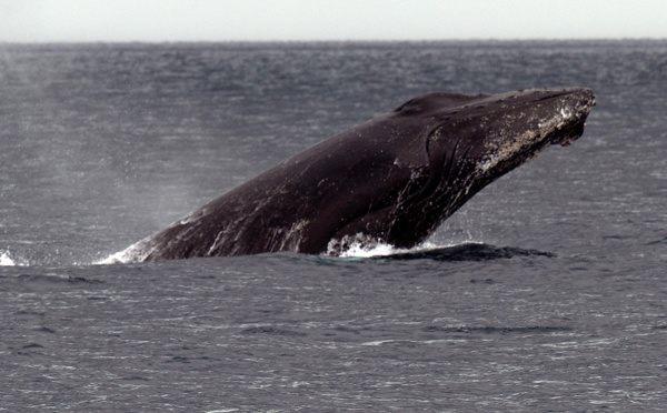 Islande: fin de la saison de chasse à la baleine, 24 baleines tuées