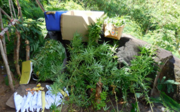 Interpellé avec six kilos de feuilles séchées de paka