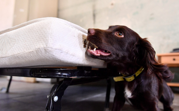 Punaises: cinq établissements scolaires fermés en France, plusieurs autres concernés