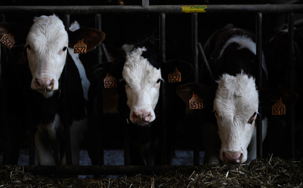 Les éleveurs du Sud-Ouest inquiets face à la maladie hémorragique épizootique
