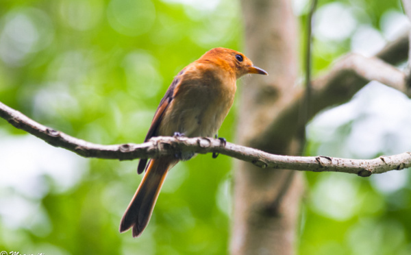 Une agence nationale pour sauver notre biodiversité