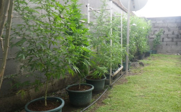 Un gros planteur de Papara incarcéré à Nuutania