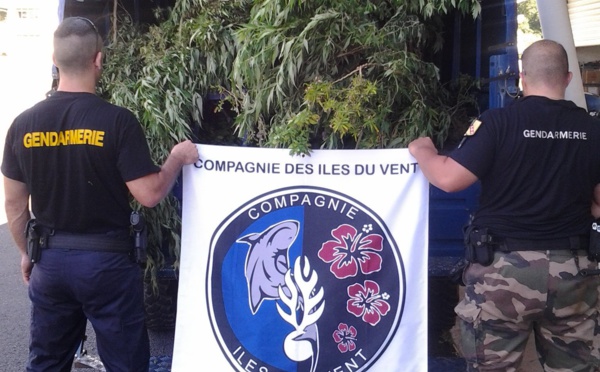 1 300 pieds de paka arrachés lundi