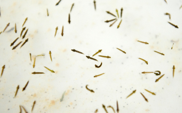 Comment nos militaires sont protégés du paludisme