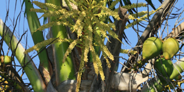 La fleur de coco permet de lutter contre l'impuissance sexuelle
