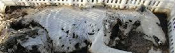 Plus de 55 lévriers retrouvés morts en Australie sur fond de scandale