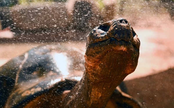 Aux Galapagos, les tortues géantes continuent d'avaler du plastique