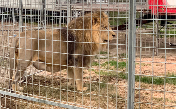 Italie: le lion Kimba de retour dans sa cage, son propriétaire cherche à rassurer