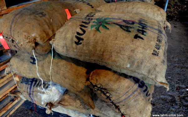 Le gouvernement s'engage à ramasser le coprah des îles malgré la grève à l'Huilerie