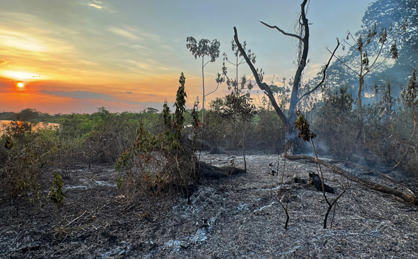 Brésil: des feux "hors de contrôle" mettent en péril le Pantanal et sa faune
