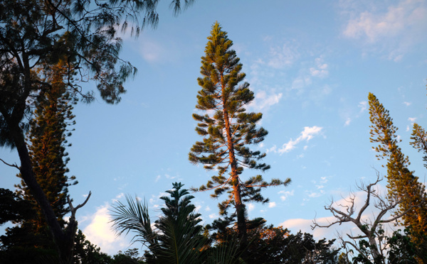 Incendie en Nouvelle-Calédonie: 600 ha parcourus par le feu sur l’Ile des Pins