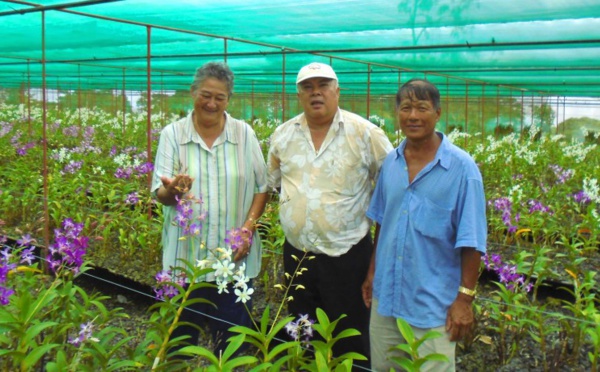 Frédéric Riveta visite plusieurs sites agricoles sur le plateau de Taravao