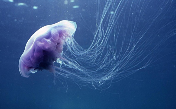 Les méduses sont de retour à Moorea