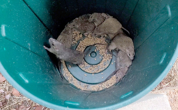 Des rats infestent des villages côtiers d'Australie