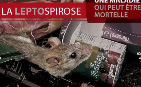 Leptospirose : déjà 60 cas depuis le début de l'année