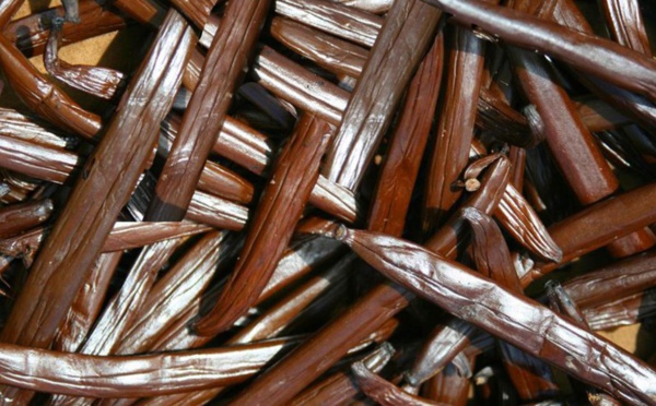 Le conservatoire de vanilliers polynésiens obtient un label du Centre de Ressources Biologiques