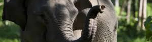 Doux séjour à Niue pour un éléphanteau en transit