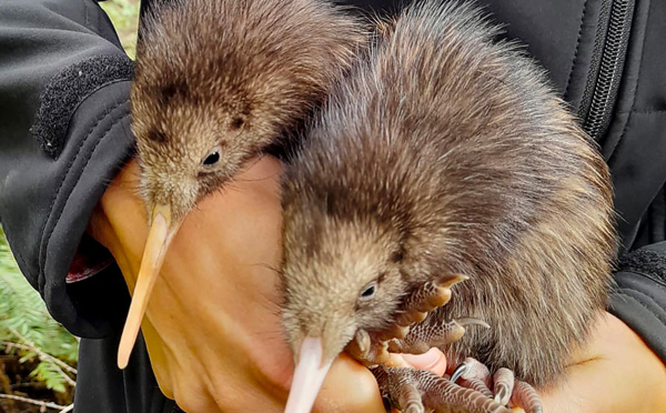 Nouvelle-Zélande: des magasins retirent des jouets pour chiens en forme d'oiseau kiwi après des protestations